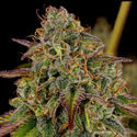 Bruce Banner 3 (Zamnesia Seeds) feminizovaná