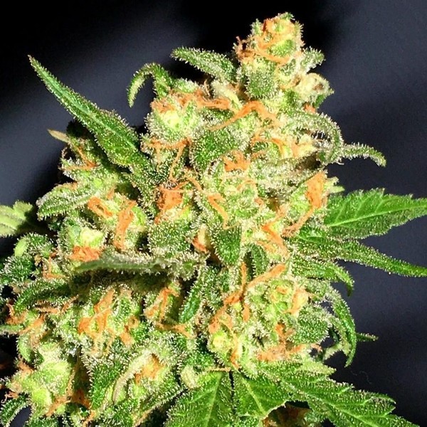 Bruce Banner (BSB Genetics) feminizovaná