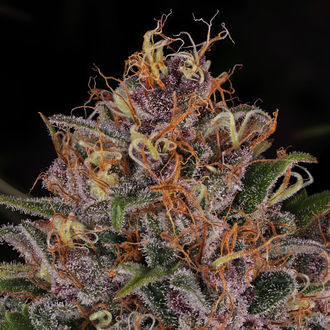 Kalini Asia (Zamnesia Seeds) feminizovaná