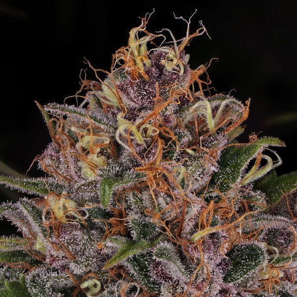 Kalini Asia (Zamnesia Seeds) feminizovaná