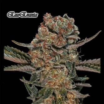 ExoEvania (GeneSeeds) feminizovan&aacute;