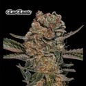 ExoEvania (GeneSeeds) feminizovaná