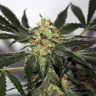 Early Queen (Mr. Nice) regul&eacute;rn&iacute;