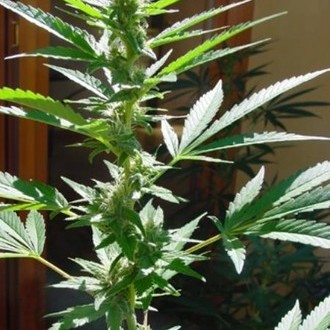 Early Queen (Mr. Nice) regulérní