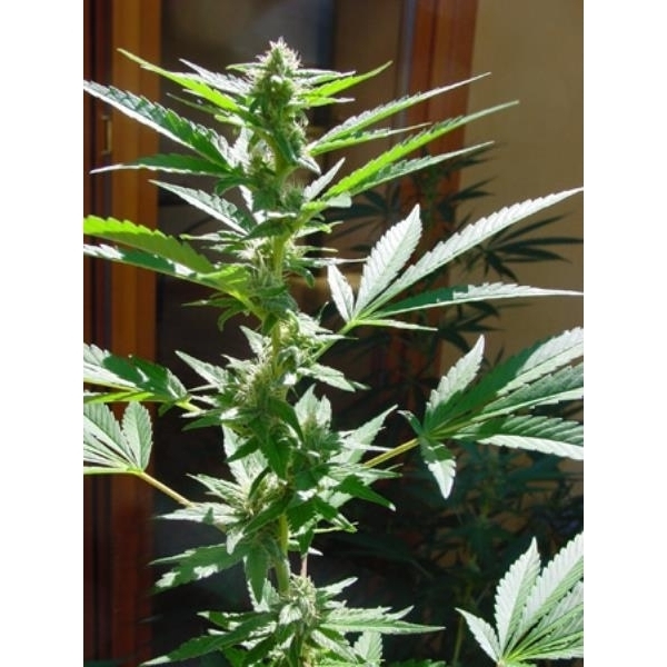 Early Queen (Mr. Nice) regulérní