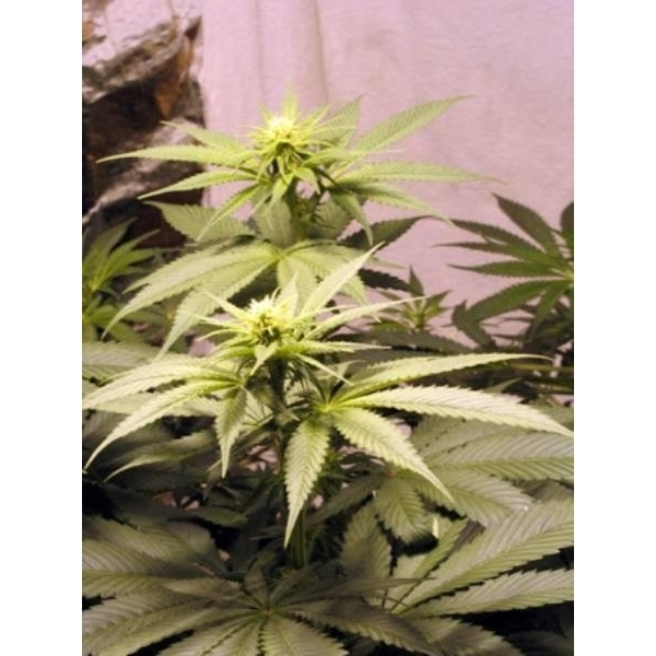 Early Queen (Mr. Nice) regulérní