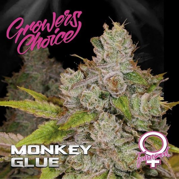 Monkey Glue (Growers Choice) feminizovaná