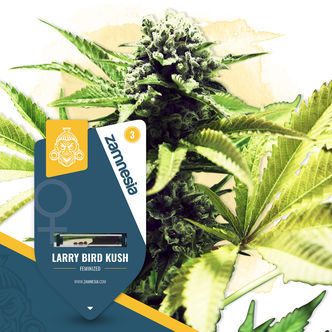 Larry Bird Kush (Zamnesia Seeds) feminizovan&aacute;