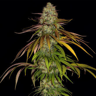 Larry Bird Kush (Zamnesia Seeds) feminizovaná