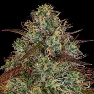 Larry Bird Kush (Zamnesia Seeds) feminizovaná