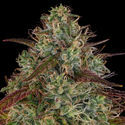 Larry Bird Kush (Zamnesia Seeds) feminizovaná