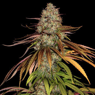 Larry Bird Kush (Zamnesia Seeds) feminizovaná
