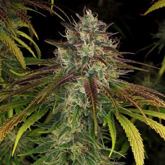 Larry Bird Kush (Zamnesia Seeds) feminizovaná
