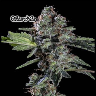 StarNia (GeneSeeds) Feminizovan&aacute;