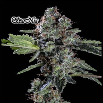 StarNia (GeneSeeds) Feminizovan&aacute;