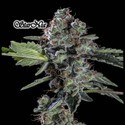 StarNia (GeneSeeds) Feminizovaná