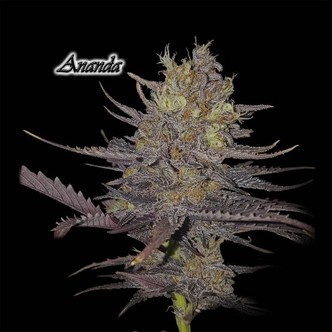 Ananda (GeneSeeds) feminizovan&aacute;