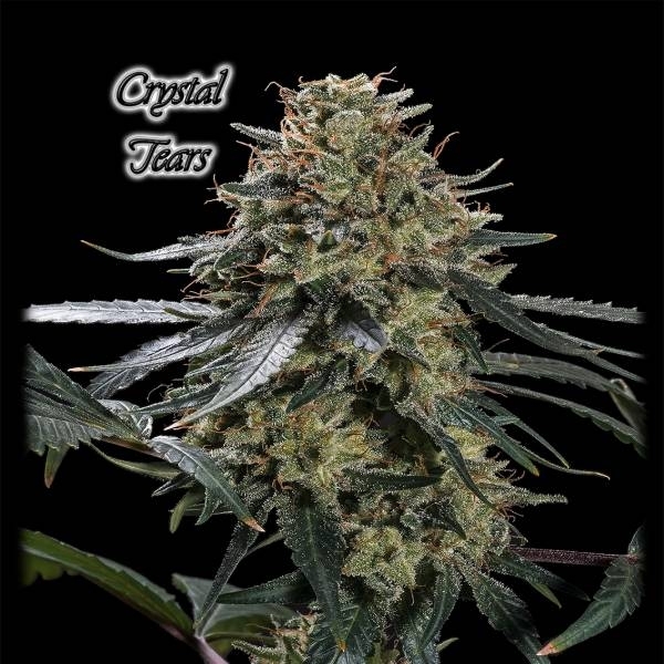 Crystal Tears (GeneSeeds) Feminizovaná