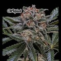 Whiplash (GeneSeeds) Feminizovaná