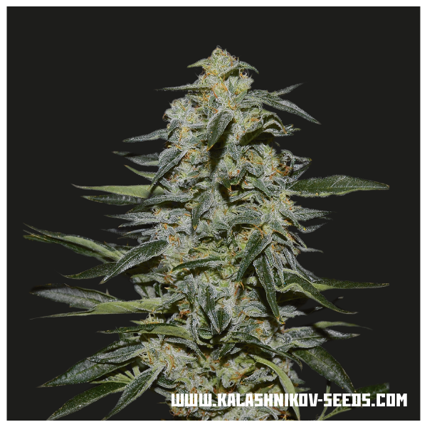 Katyusha (Kalashnikov Seeds) feminizovaná