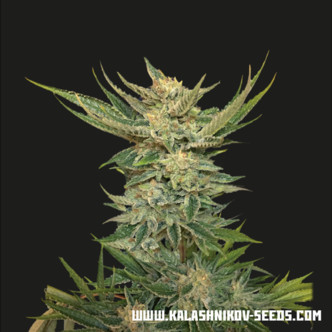 Vodka Lemon (Kalashnikov Seeds) feminizovan&aacute;