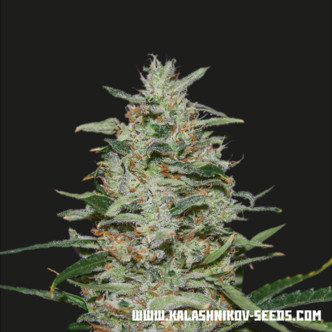 White Russian OG (Kalashnikov Seeds) feminizovan&eacute;