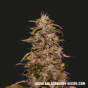 Big Altai Sativa Express (Kalashnikov Seeds) feminizovaná