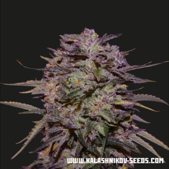 Purple Russian Express (Kalashnikov Seeds) feminizovan&aacute;
