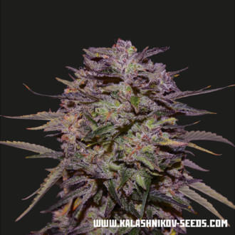 Purple Russian Express (Kalashnikov Seeds) feminizovan&aacute;