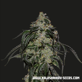 Soyuz OG Express (Kalashnikov Seeds) Feminizovan&aacute;
