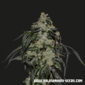 Soyuz OG Express (Kalashnikov Seeds) Feminizovaná