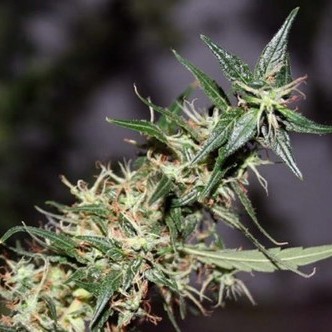 Mango Haze (Mr. Nice) regul&eacute;rn&iacute;