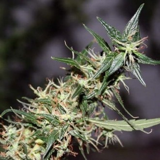 Mango Haze (Mr. Nice) regul&eacute;rn&iacute;