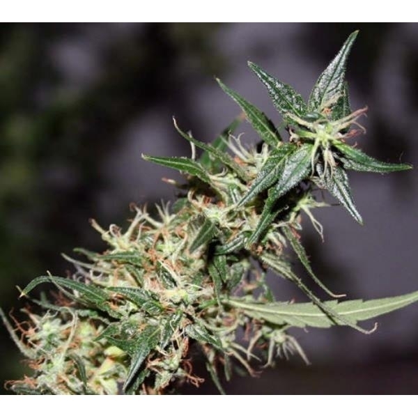 Mango Haze (Mr. Nice) regulérní