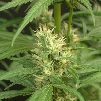 Mango Haze (Mr. Nice) regulérní