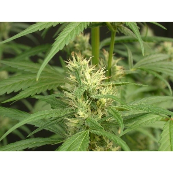 Mango Haze (Mr. Nice) regulérní