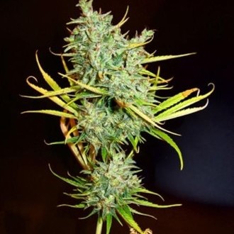 Mango Haze (Mr. Nice) regulérní