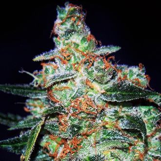Cheese Auto (Expert Seeds) feminizovan&aacute;