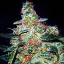 Cheese Auto (Expert Seeds) feminizovaná