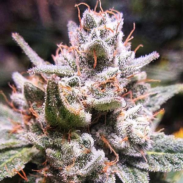 Expert Gorilla Samonakvétací (Expert Seeds) feminizovaná
