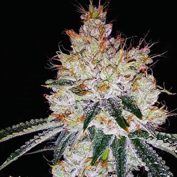 OGesus Auto (Expert Seeds) feminizovaná
