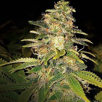 Critical Blue Auto (Expert Seeds) feminizovan&aacute;