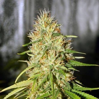 Double Black (G13 Labs) feminizovan&aacute;