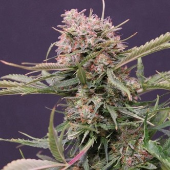 Auto Gigabud (G13 Labs) feminizovan&aacute;