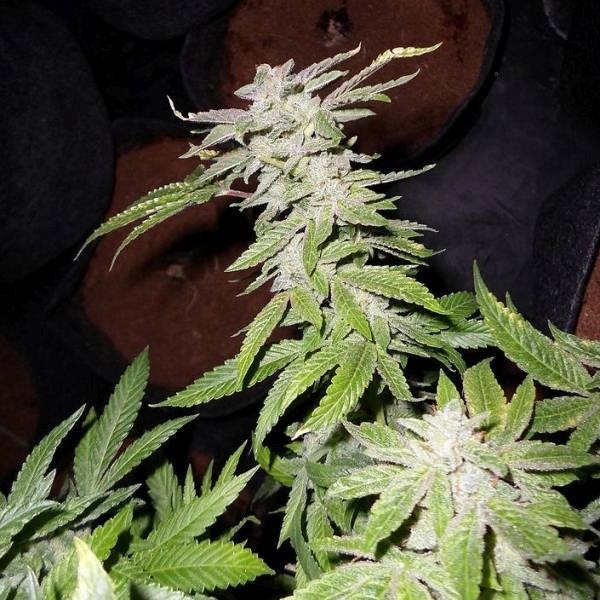 Fromage Blue (Pheno Finder) Feminizovaná
