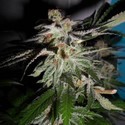 LA Fire (Pheno Finder) Feminizovaná