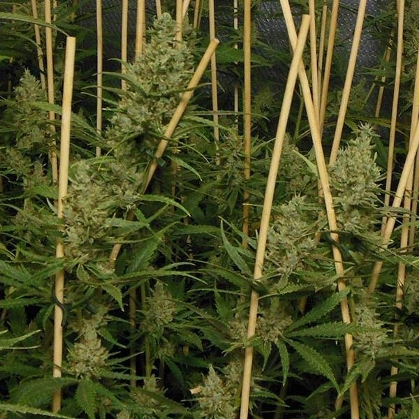 Lemon Bubble (Pheno Finder) feminizovaná