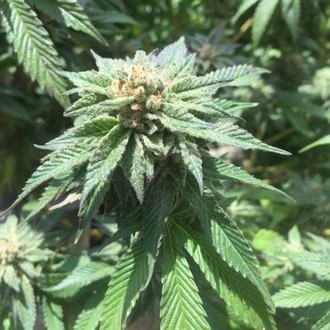 Sour Walker (Pheno Finder) feminizovan&aacute;