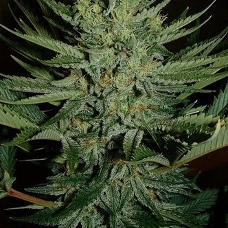 Medicine Man (Mr. Nice) regul&eacute;rn&iacute;