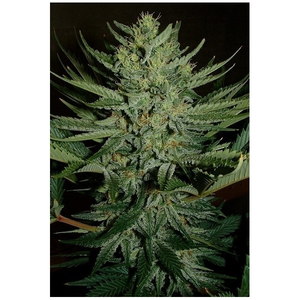 Medicine Man (Mr. Nice) regulérní